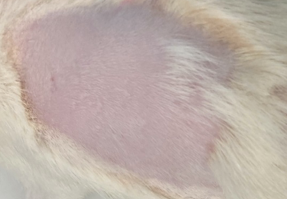大鼠毛发生长实验 — Day 13 · Untreated